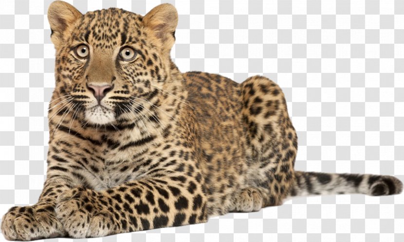 Tiger Anatolian Leopard Cat Download - Fur Transparent PNG