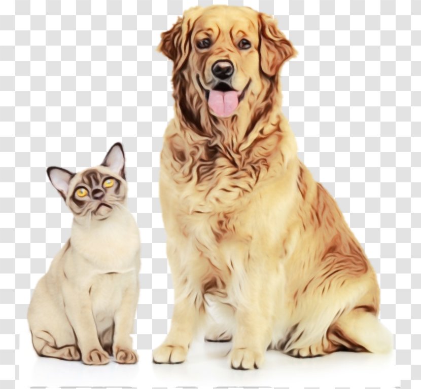 Dog Housetraining Puppy Pet Bark - Paint - Hovawart Kitten Transparent PNG