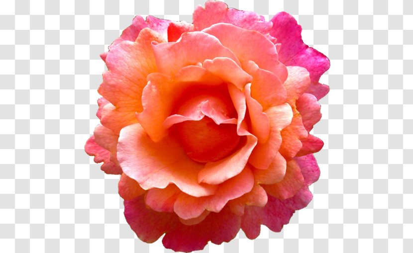 Rose Flower Pink Earring Orange - Watercolor Transparent PNG