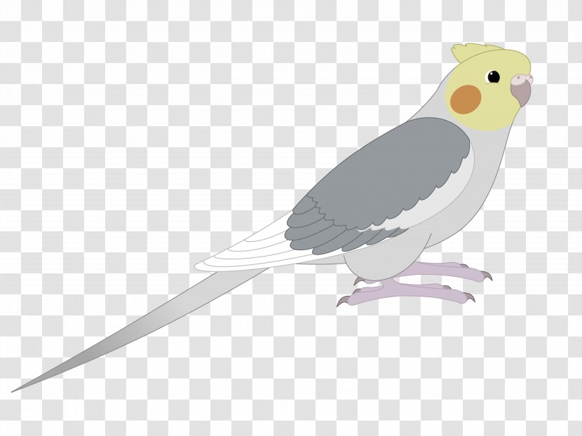 Cockatiel Bird Parakeet Beak Feather Transparent PNG