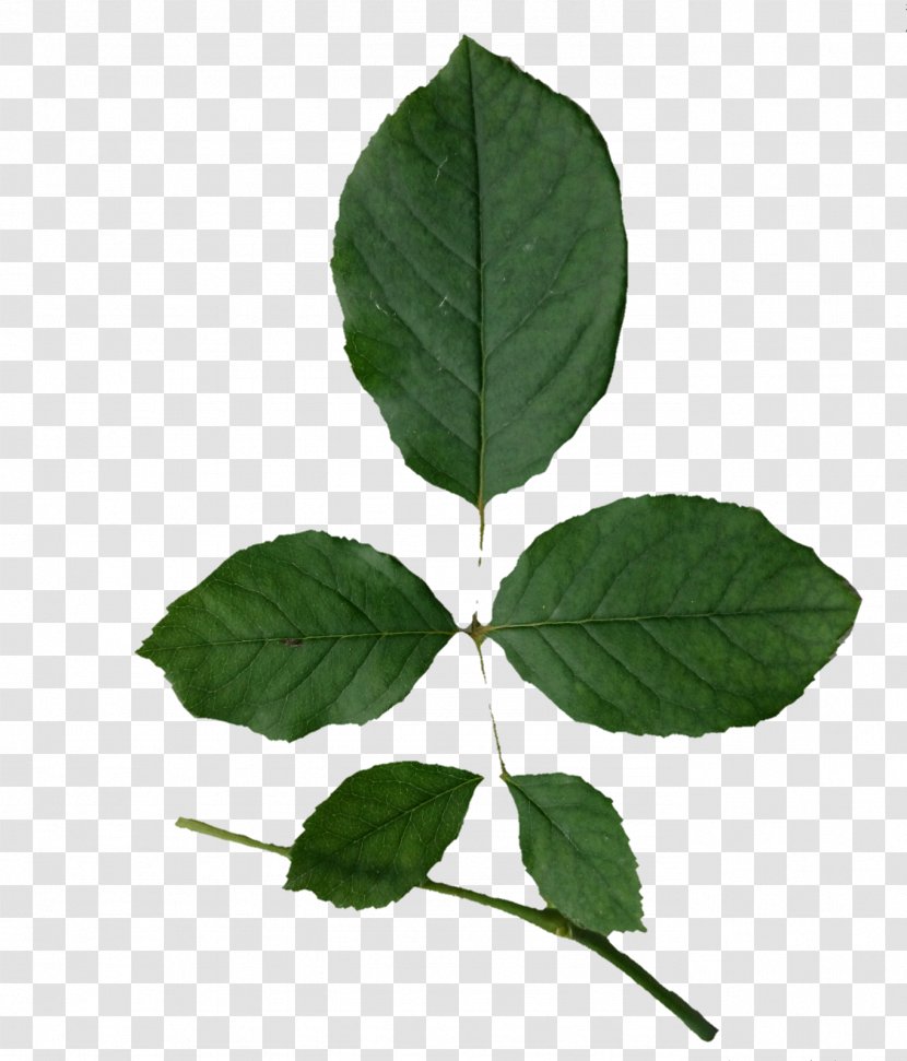 Leaf Plant Stem Tree - Insta Transparent PNG