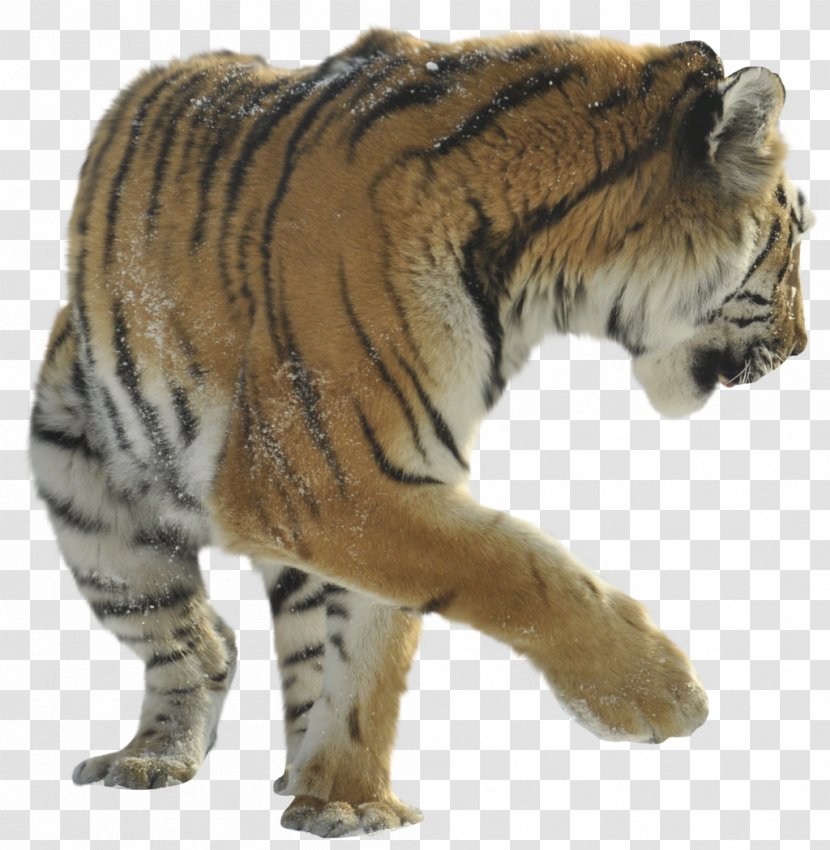 Felidae Lion Cat Cheetah Bengal Tiger Transparent PNG