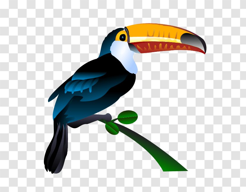 Parrot Toucan Bird Clip Art - Beak Transparent PNG