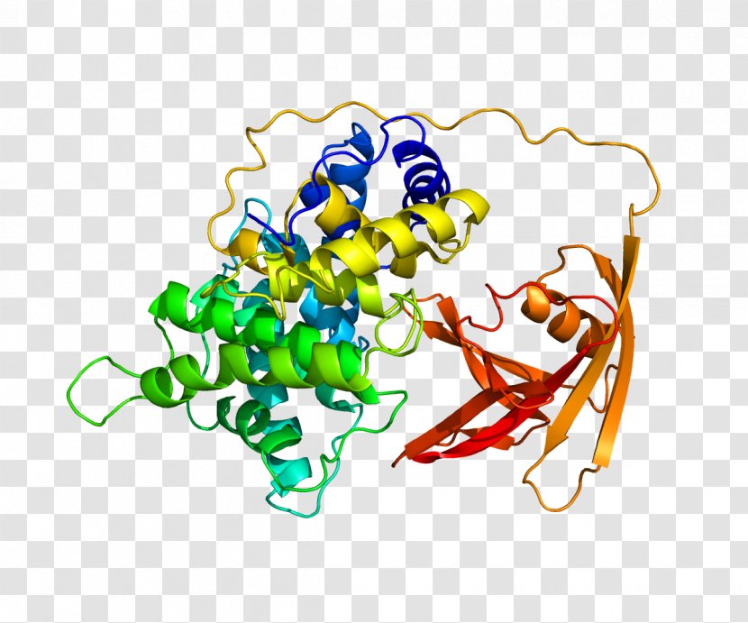 Haptocorrin Intrinsic Factor Transcobalamin Protein Vitamin B-12 - Frame - Cartoon Transparent PNG