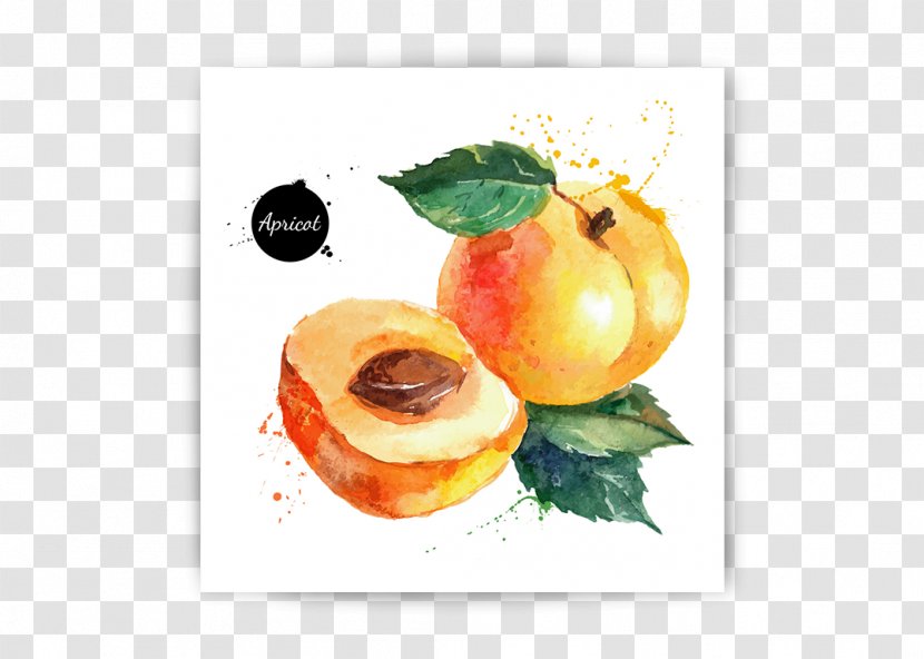 Watercolor Painting Illustration Vector Graphics Fruit Vegetable - Drawing - Customized Transparent PNG