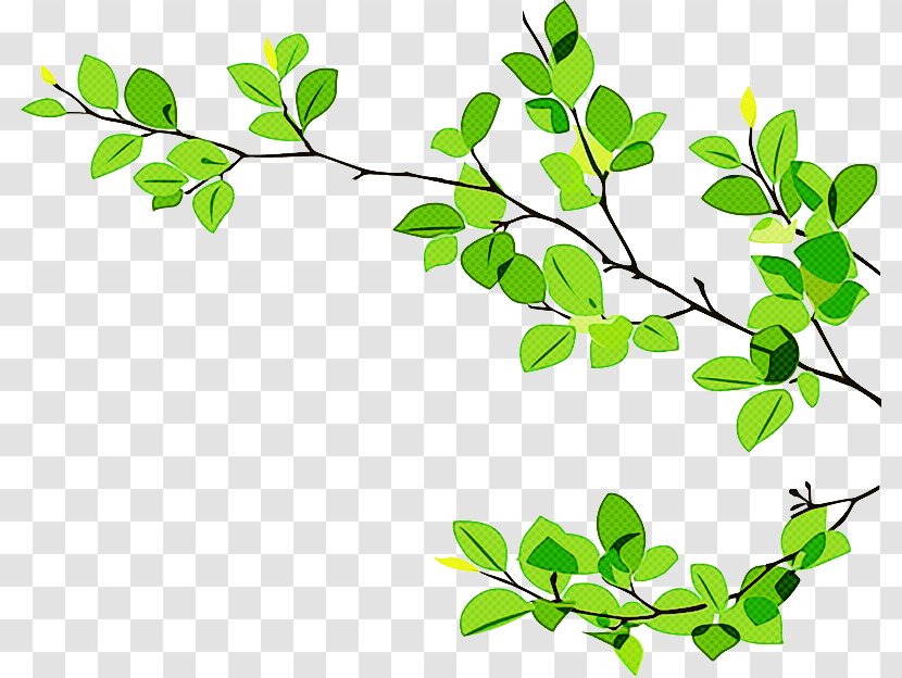 Green Leaf Background - Flower - Plant Stem Transparent PNG