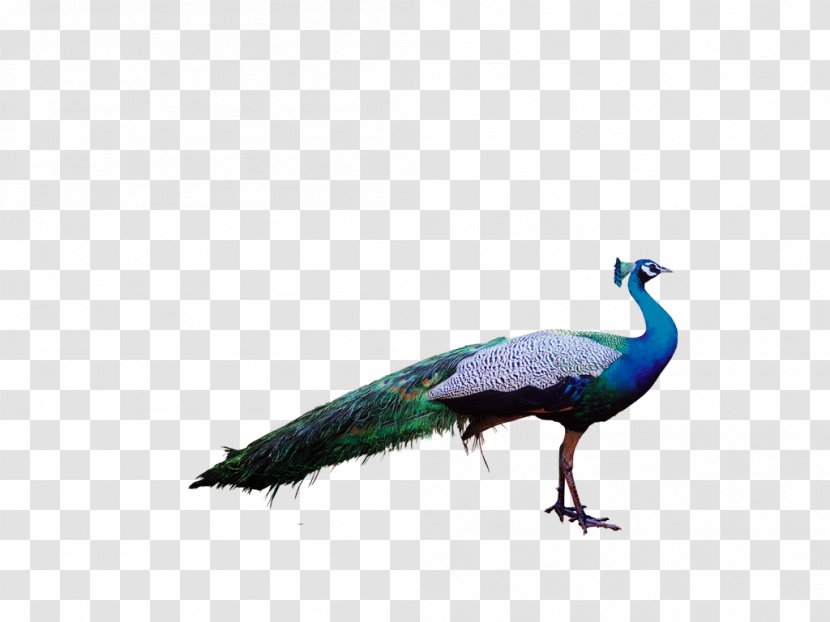 Bird Peafowl Feather Parrot Clip Art - Crane Like - Birds Transparent PNG