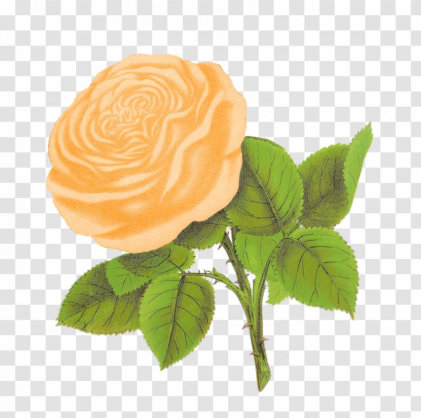 Rose Flower Clip Art - Peach Transparent PNG