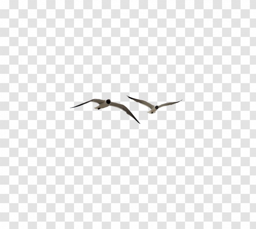 Beak Sky Seabird - Seagull Transparent PNG
