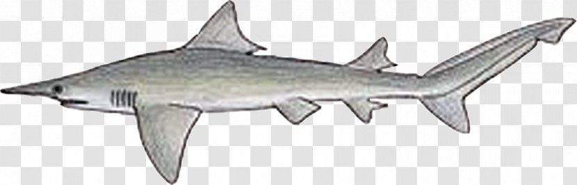 Daggernose Shark Sharks Of The World Sarcoprion Carcharhinus Galeomorphii - Elasmobranchii Transparent PNG
