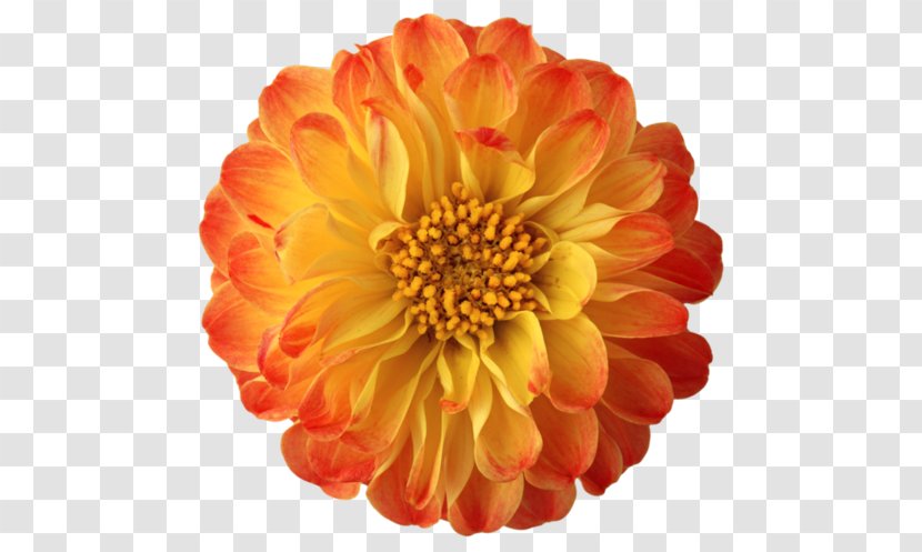 Clip Art Flower Image Download - Chrysanths Transparent PNG