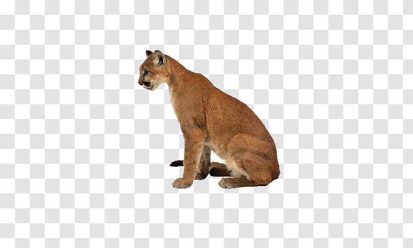 Cougar Felidae Eurasian Lynx Tiger Lion - Stock Photography Transparent PNG