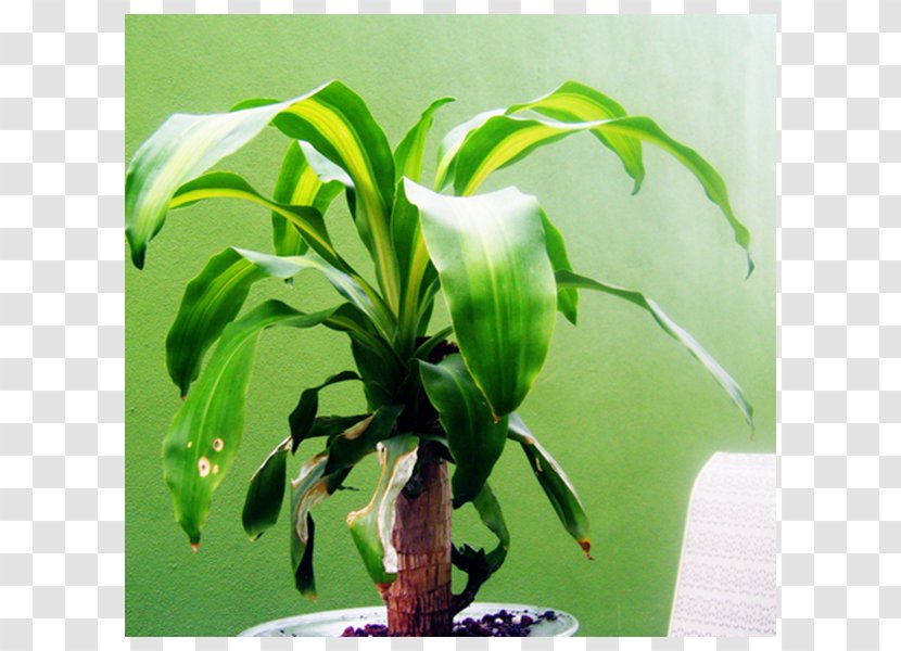 Dracaena Fragrans Houseplant Devil's Ivy Chlorophytum Comosum - Nursery - Plant Transparent PNG
