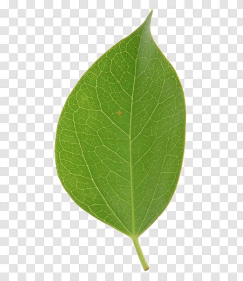 Leaf Tilia Cordata Platyphyllos Tree Basswood - Heart Transparent PNG