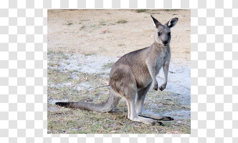 Kangaroo Wallaby Reserve Cheetah Australidelphia Mammal - Fauna Transparent PNG