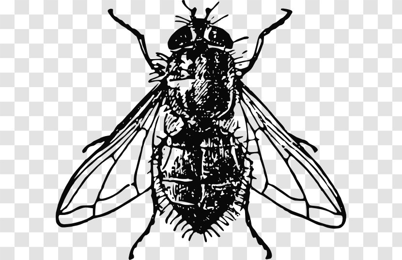 Insect Housefly Clip Art - Cliparts Transparent PNG