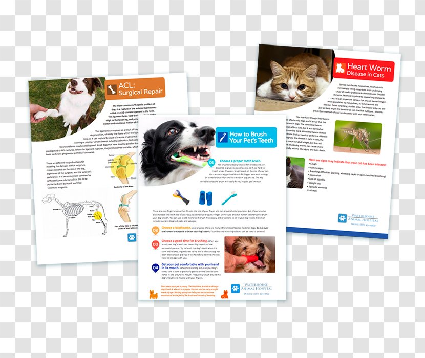 Veterinarian Digital Signs Graphics Brochure Advertising - Surgery - Design Transparent PNG