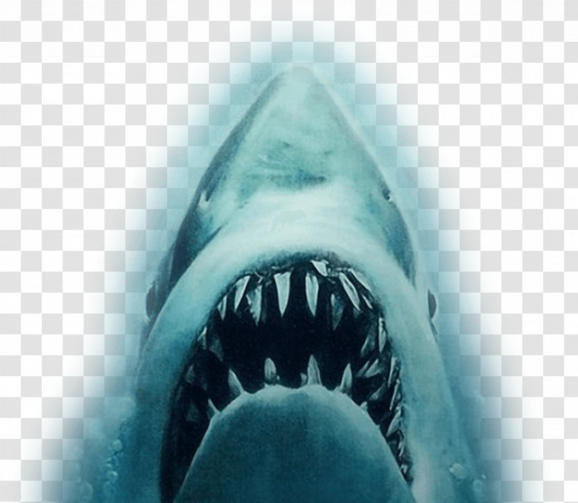 YouTube Shark Jaws Trailer Film - White Transparent PNG