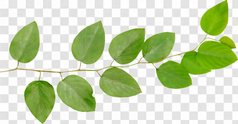 Leaf Branch Tree Clip Art - Mint Transparent PNG