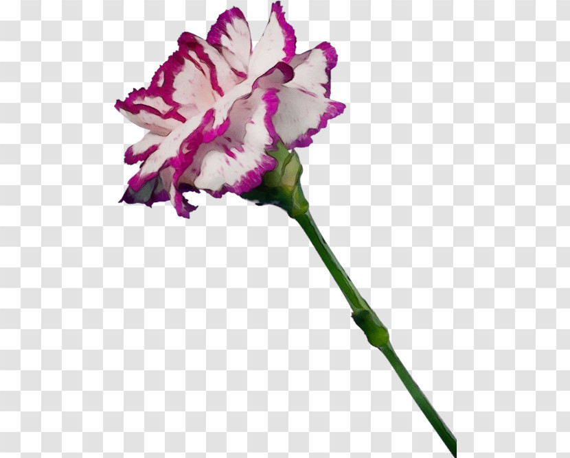 Flower Cut Flowers Plant Pink Carnation Transparent PNG