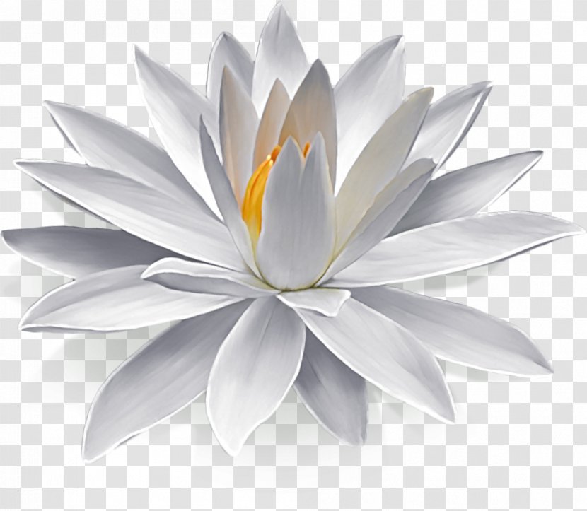 Nymphaea Alba Egyptian Lotus Flower Lilium - Nelumbo Nucifera - Waterlily Transparent PNG