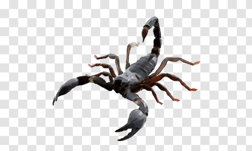 Crab Scorpion Spider Arachnid Decapoda - Paint - Claw Animal Figure Transparent PNG