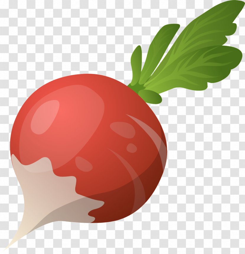Daikon Vegetable Food Clip Art - Beet Transparent PNG
