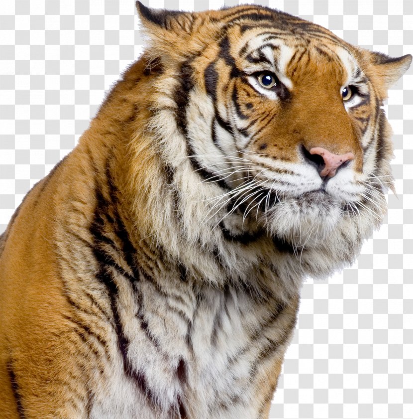 Amazing Animals: Tigers Of The World: Science, Politics And Conservation Panthera Tigris Forever: Saving World's Most Endangered Big Cat - Publishing - Tiger Transparent PNG