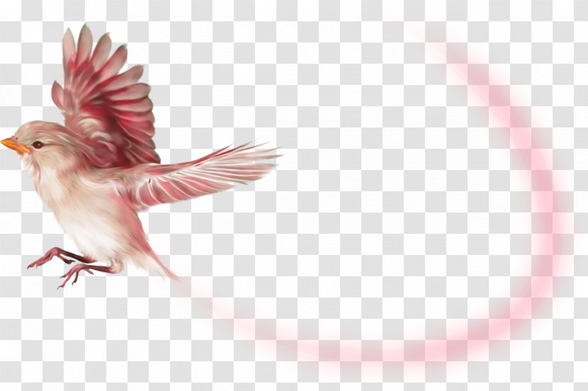 Bird Beak Flight Crane - Pink - Flying Birds Transparent PNG