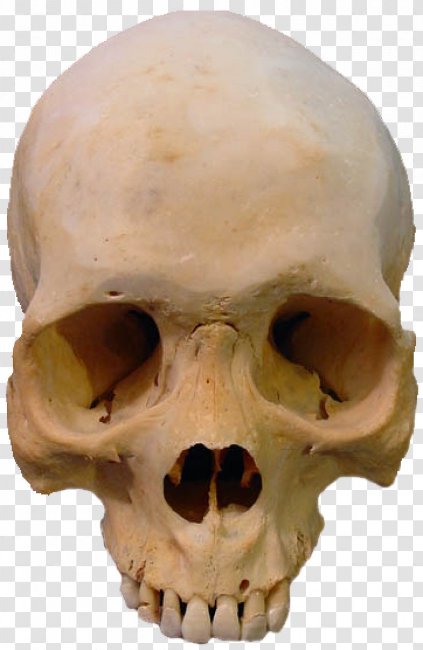 Skull Skeleton Clip Art - Skulls Transparent PNG