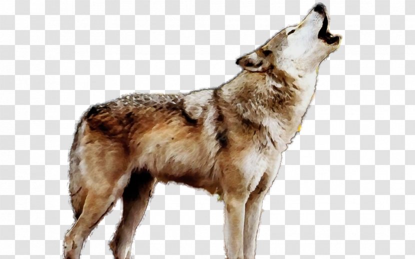 Dog Breed Wolfdog Coyote Saarloos - Paint - Wolf Transparent PNG
