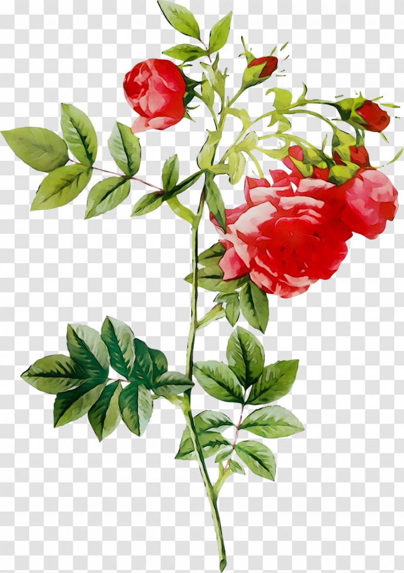 Redoute Roses Painting Flower Illustration - Work Of Art - Flowering Plant Transparent PNG