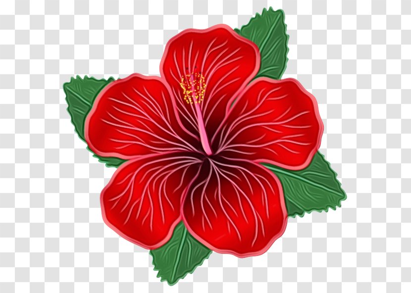 Clip Art Flower Image Vector Graphics - China Rose - Red Transparent PNG