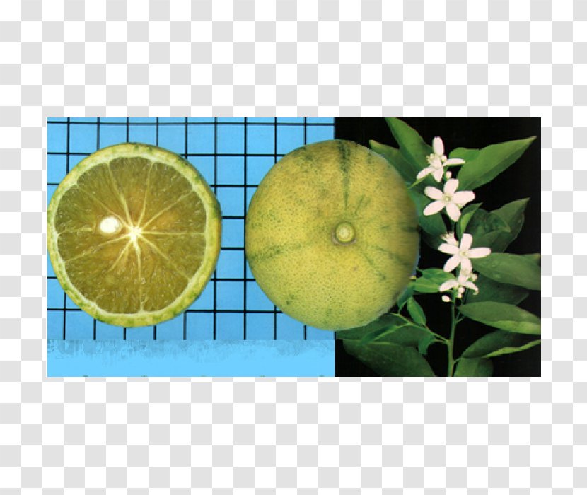 Citrus - Plant - Melancia Transparent PNG