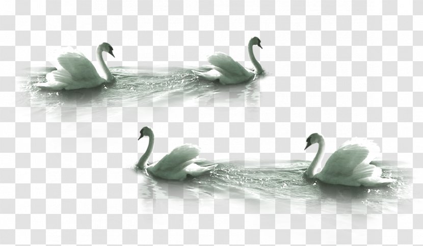 Cygnini Bird Clip Art - White Swan Swimming Transparent PNG