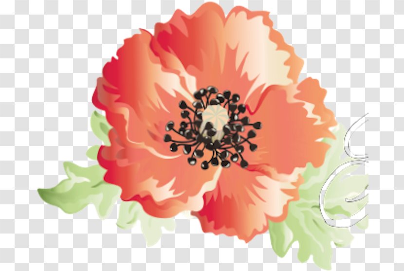 Watercolor Pink Flowers - Rose - Paint Peach Transparent PNG