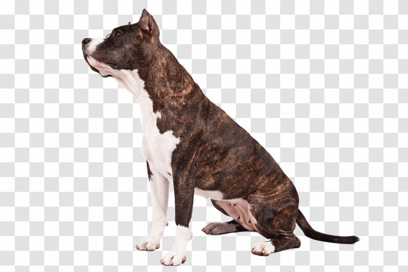 American Staffordshire Terrier Pit Bull Dalmatian Dog Transparent PNG