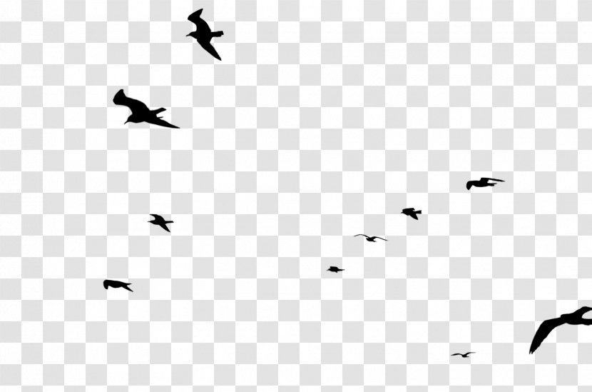 Bird Migration Point Line Font - Sky Transparent PNG