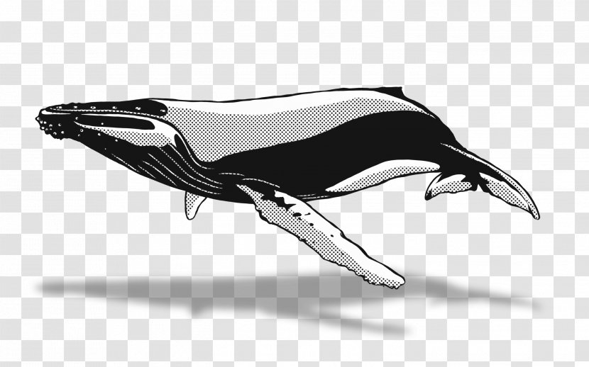 Dolphin Drawing Whale Watching Humpback - Beluga - Whales Transparent PNG