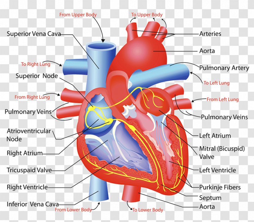 Heart Valve Circulatory System Anatomy Human Body - Cartoon Transparent PNG