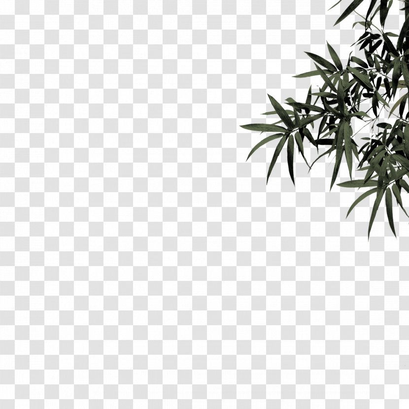Bamboo Bamboe Leaf Plant - Leaves Transparent PNG