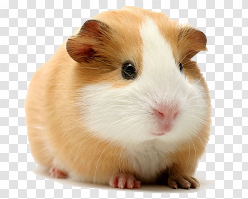 Rodent Cuy Dog Himalayan Guinea Pig Hamster - Domestication Transparent PNG