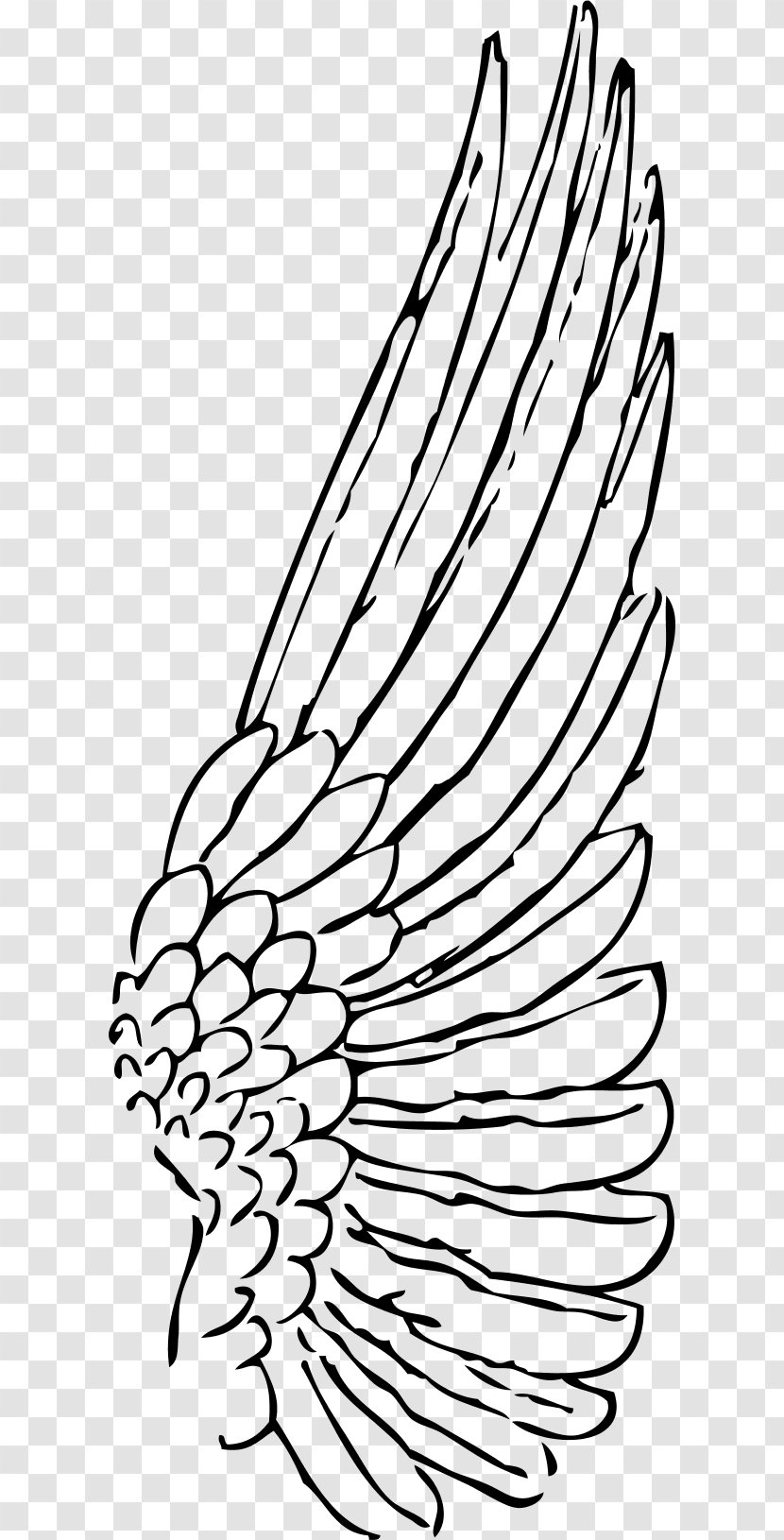 Buffalo Wing Drawing Clip Art - Flowering Plant - Wings Transparent PNG