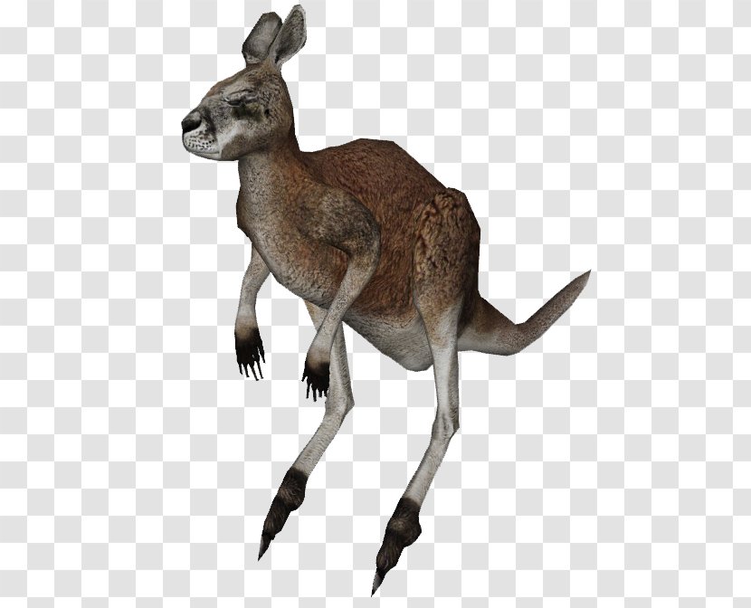 Kangaroo Procoptodon Wallaby Zoo Tycoon 2 Transparent PNG