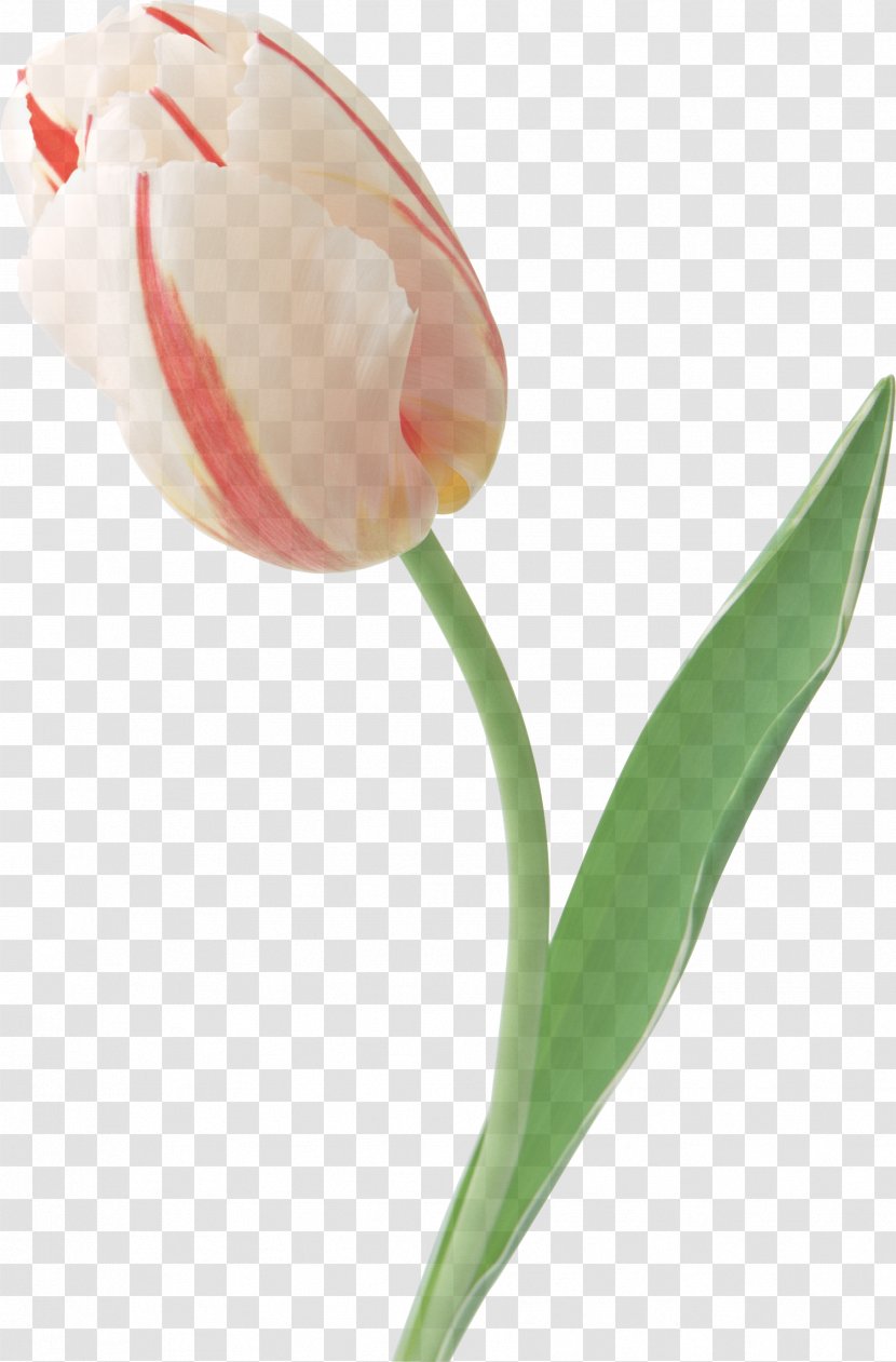 Tulip Flower Plant Bud Petal - Pedicel - Lady Flowering Transparent PNG