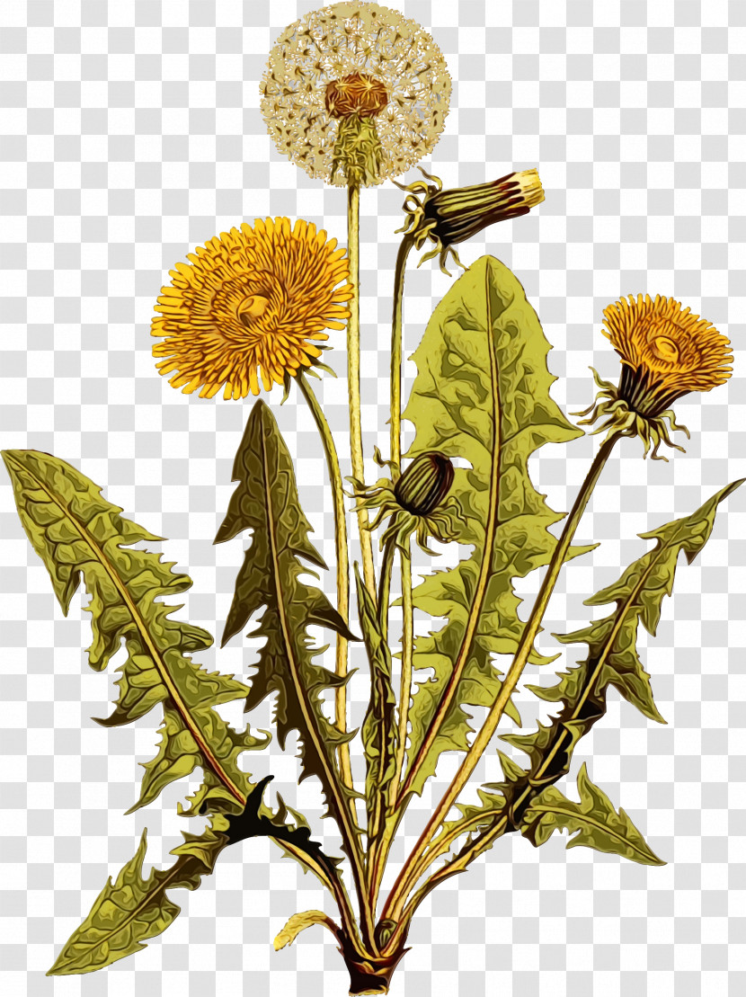 Flower Dandelion Plant Dandelion Pincushion Flower Transparent PNG