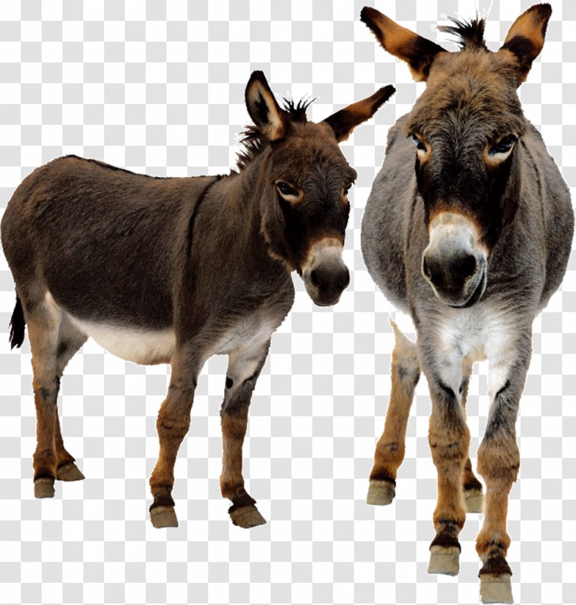 Donkey Animated Film - Wildlife Transparent PNG