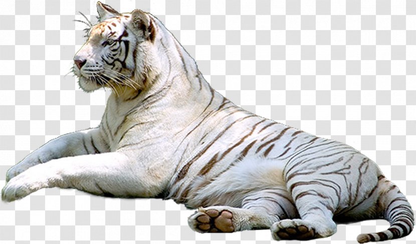 White Tiger Leopard Siberian - Big Cats - Creative Transparent PNG