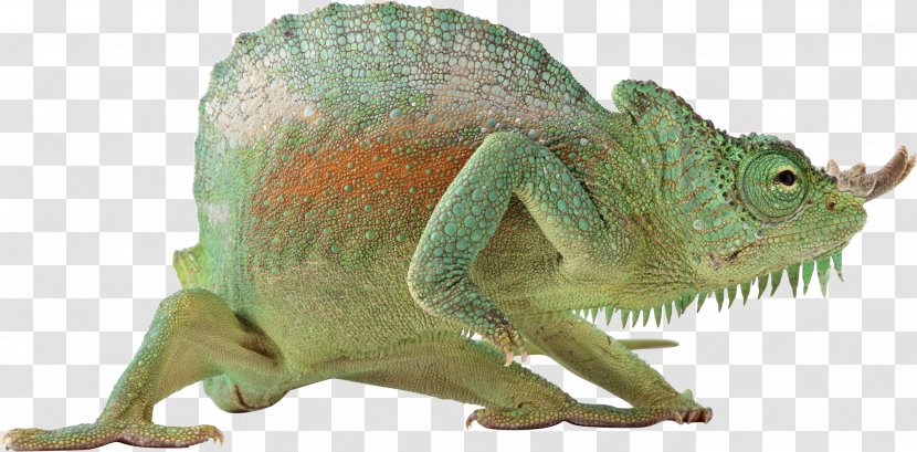 Monitor Lizard Reptile Chameleons Vertebrate - Bluetailed Skink Transparent PNG
