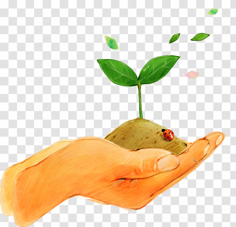 Seedling Euclidean Vector Soil Germination - Hand - Holding Grass Transparent PNG